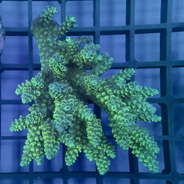 Oz Acropora Colony