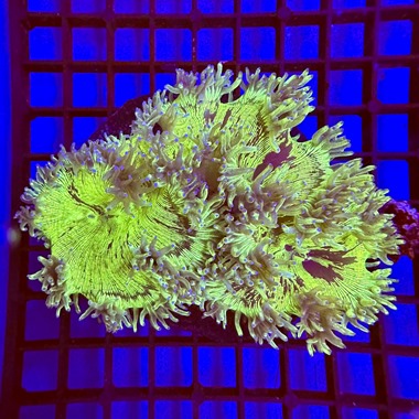 Blue Tip Catalaphyllia