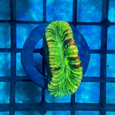 Red Stripe Trachyphyllia