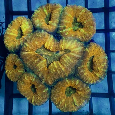 Orange Lobo