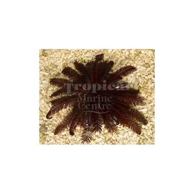 Red Feather Starfish