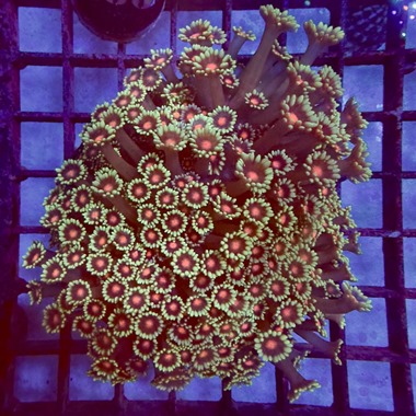 Tropical Island Goniopora Frag