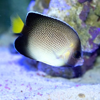 Cream Angel Fish