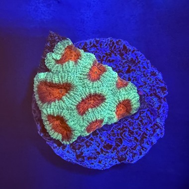 Christmas Favia Frag
