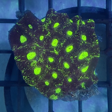 Toxic Splatter Goniastrea