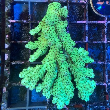 Cookie Monster Acropora