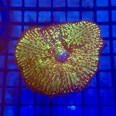 Green Super Hairy Mushroom