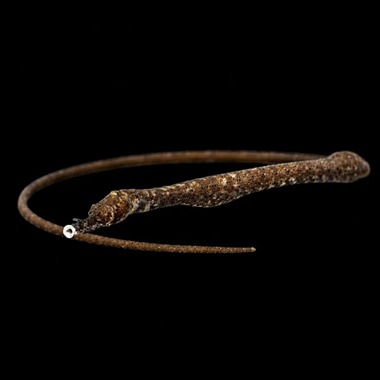 Bent Stick Pipefish