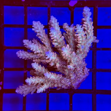 Acropora Colony