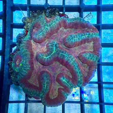 Red Margin Symphyllia