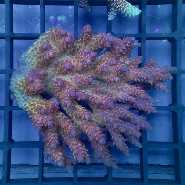 Oz Acropora Colony