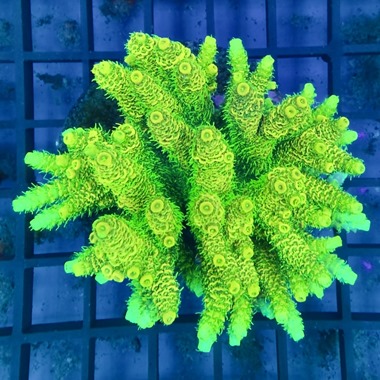 Acropora Colony