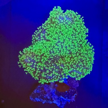 Neon Green Toadstool Frag