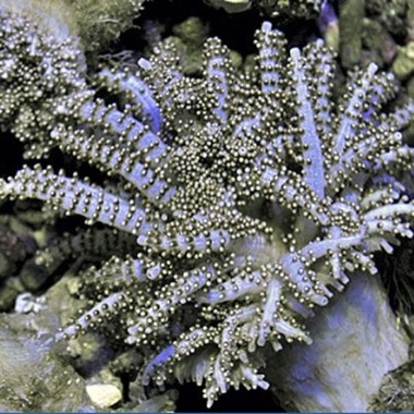 Christmas Tree Coral