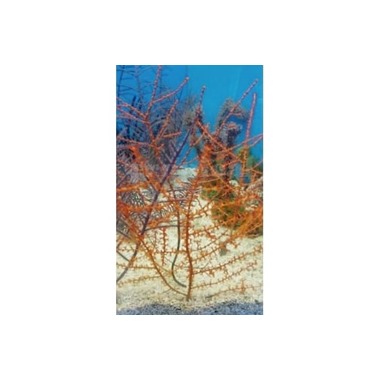 Red Tree Gorgonia
