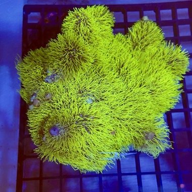 Ultra Green Star Polyp Colony