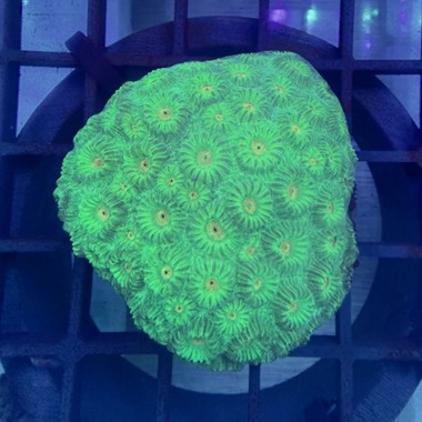 Orange Eye Favia Colony