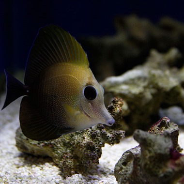 Brown Sailfin Tang