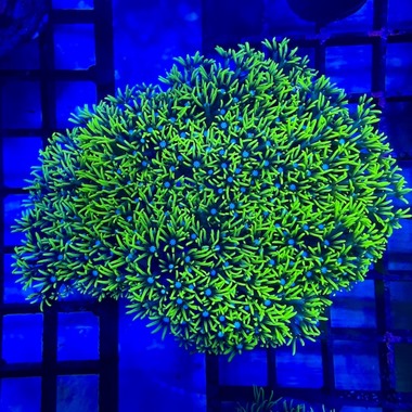 Ultra Green Star Polyp Colony