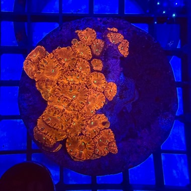 Ultra Red Blasto Colony