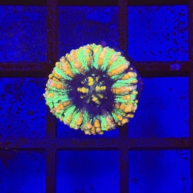 Mini Gold Stripe Scoly