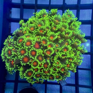 Tropical Island Goniopora