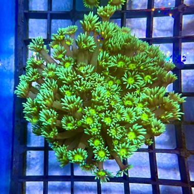 Ultra Green Goniopora