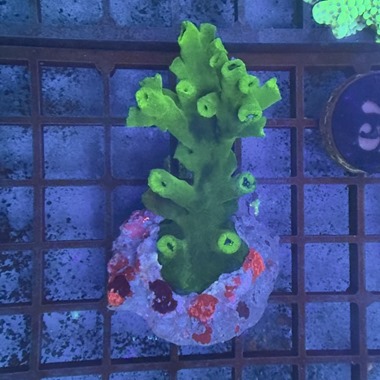 Black Sun Coral