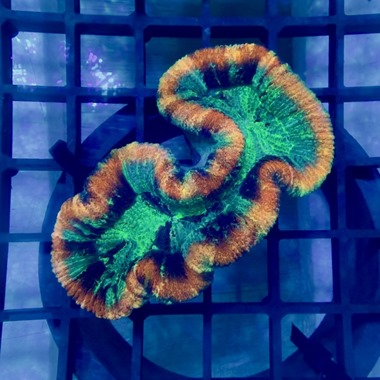 Rainbow Trachyphyllia