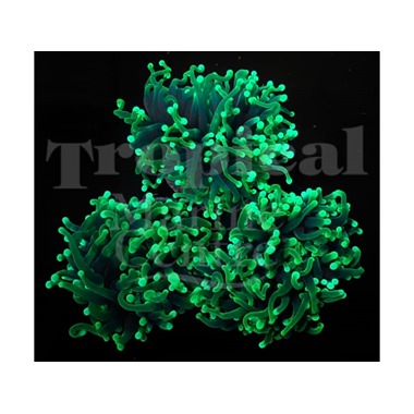 Neon Torch Frag