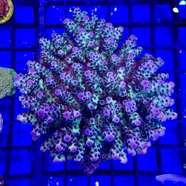 Acropora Colony