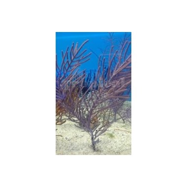 Purple Tree Gorgonia