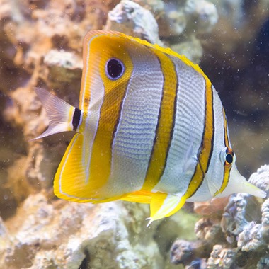 Copperband Butterflyfish