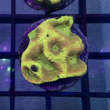 Favia Frags