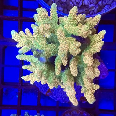 Acropora Colony