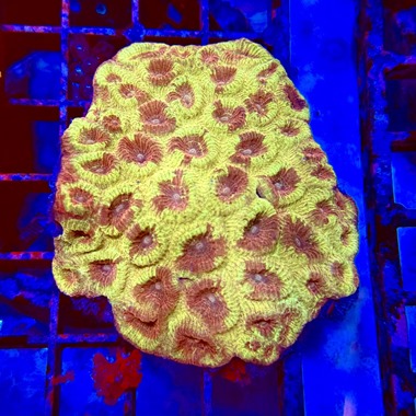 Bi Colour Favia Colony