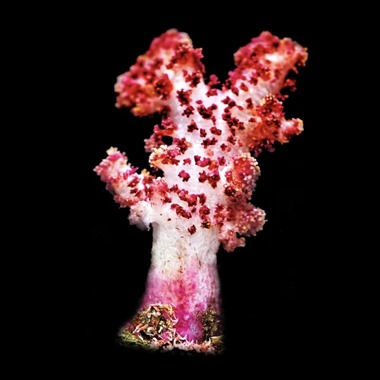 Carnation Coral
