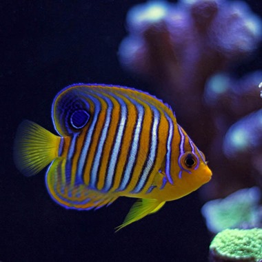 Regal Angel Fish