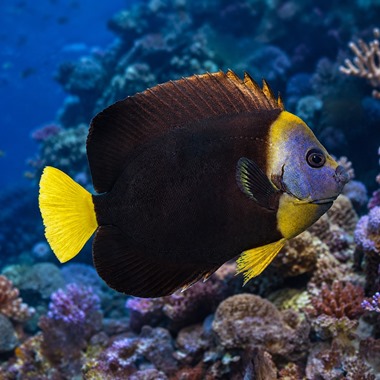 Yellow Tail Angel Fish