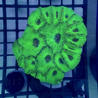 Prism Coral