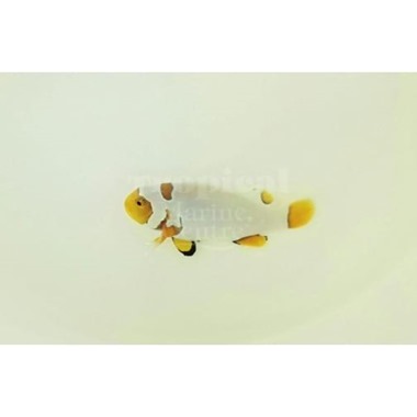 Premium Snowflake Clownfish