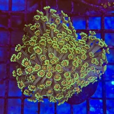 Sunflower Goniopora
