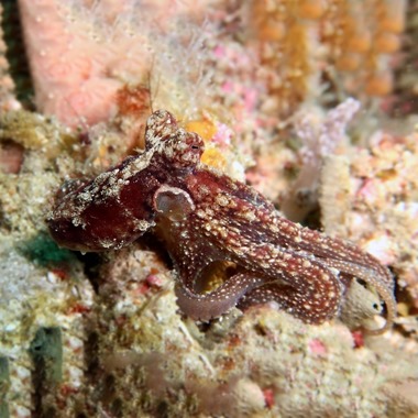 Prickly Octopus