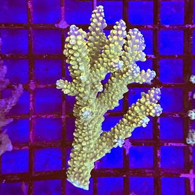 Oz Acropora Colony