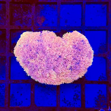 Fairy Dust Goniopora Frag