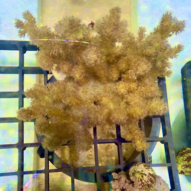 Yellow Bush Coral