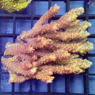 Strawberry Shortcake Acropora