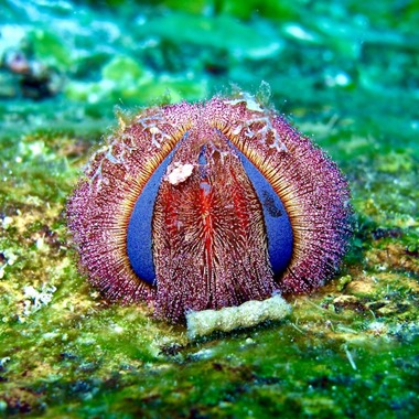 Tuxedo Urchin