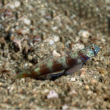 Paradise Shrimp Goby