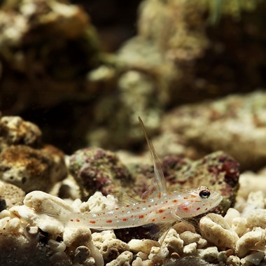 Tangaroa Shrimp Goby